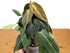 6" Philodendron Black Gold Totem plant photo