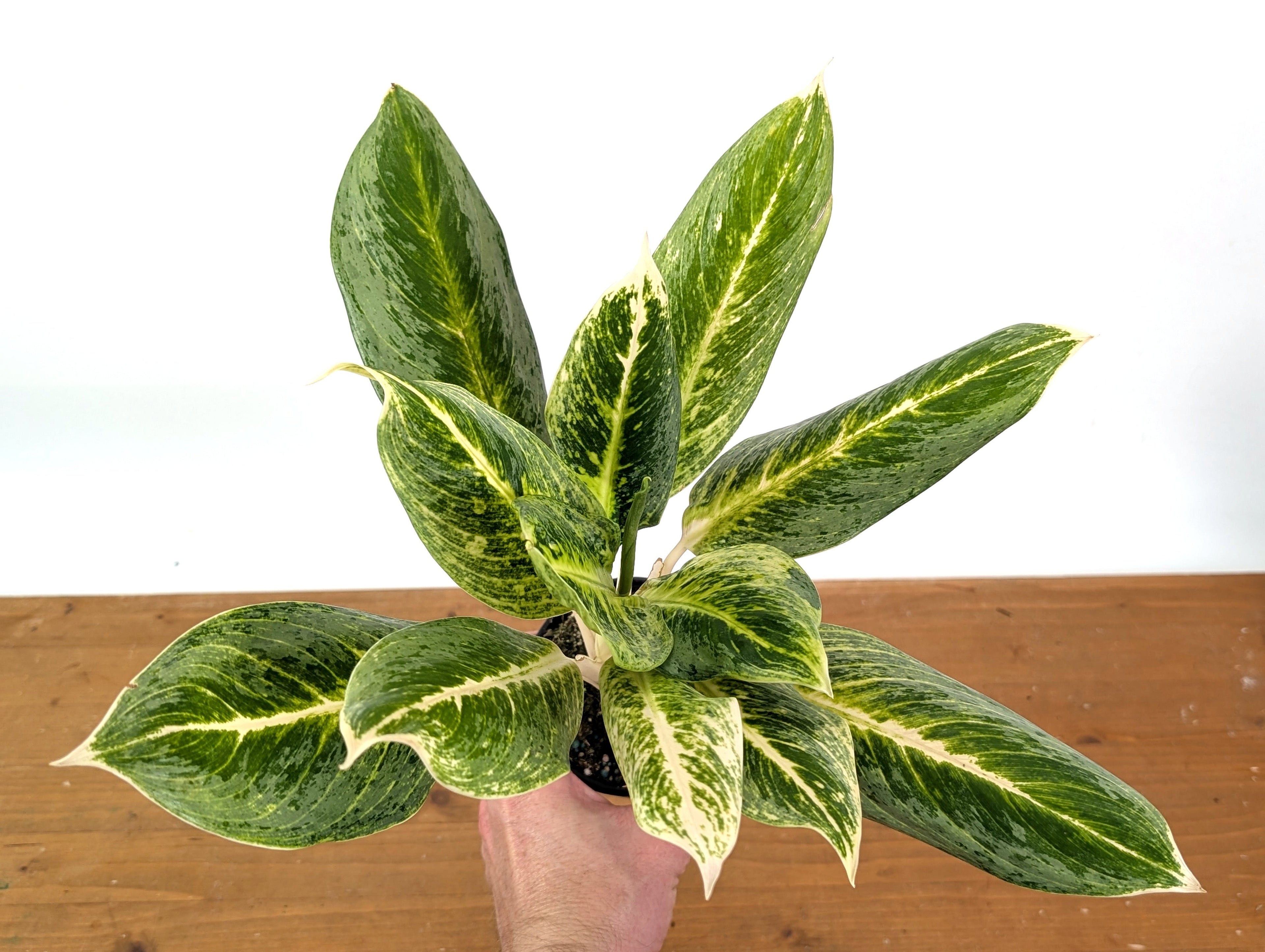 4" Aglaonema Honey Lemon plant photo