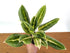 4" Aglaonema Honey Lemon plant photo