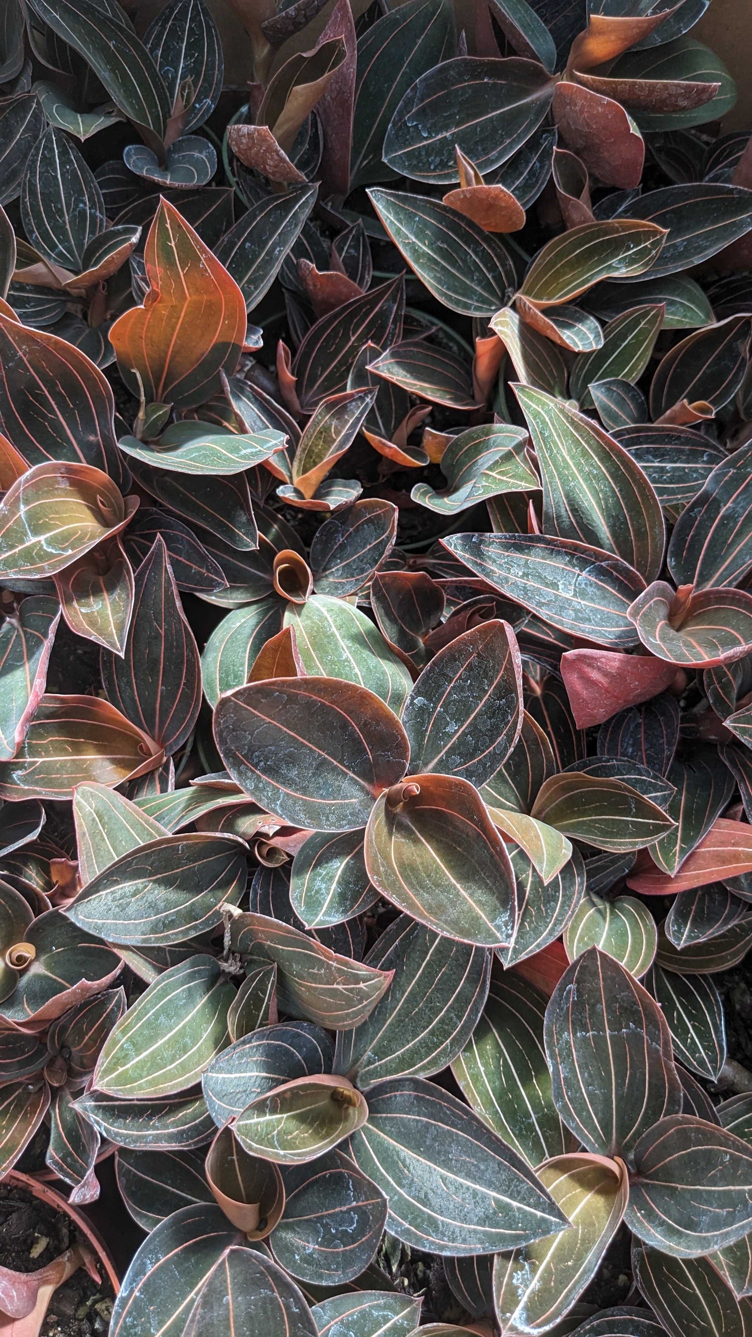 4" Jewel Orchid