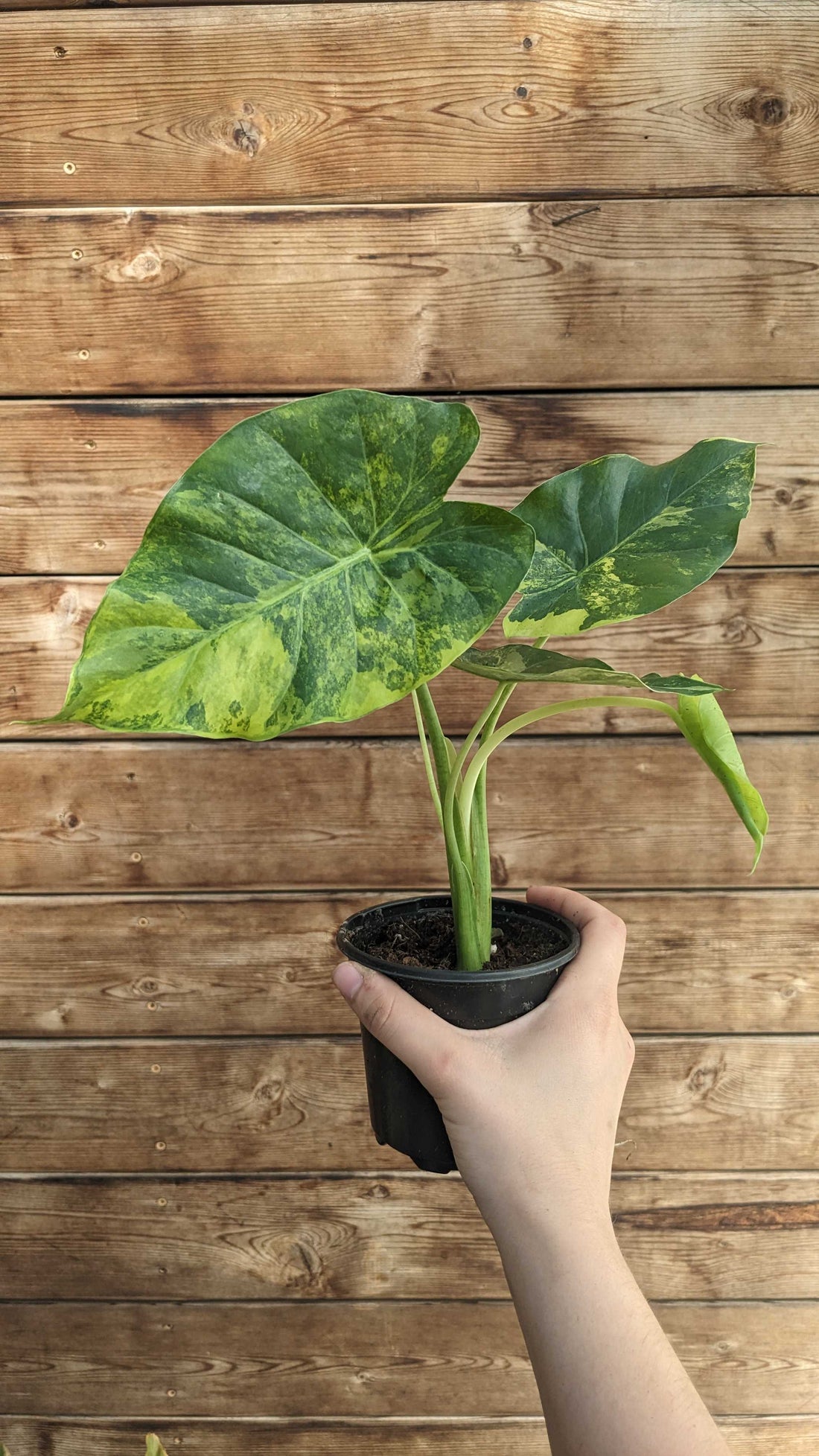 4" Alocasia Gageana Aurea