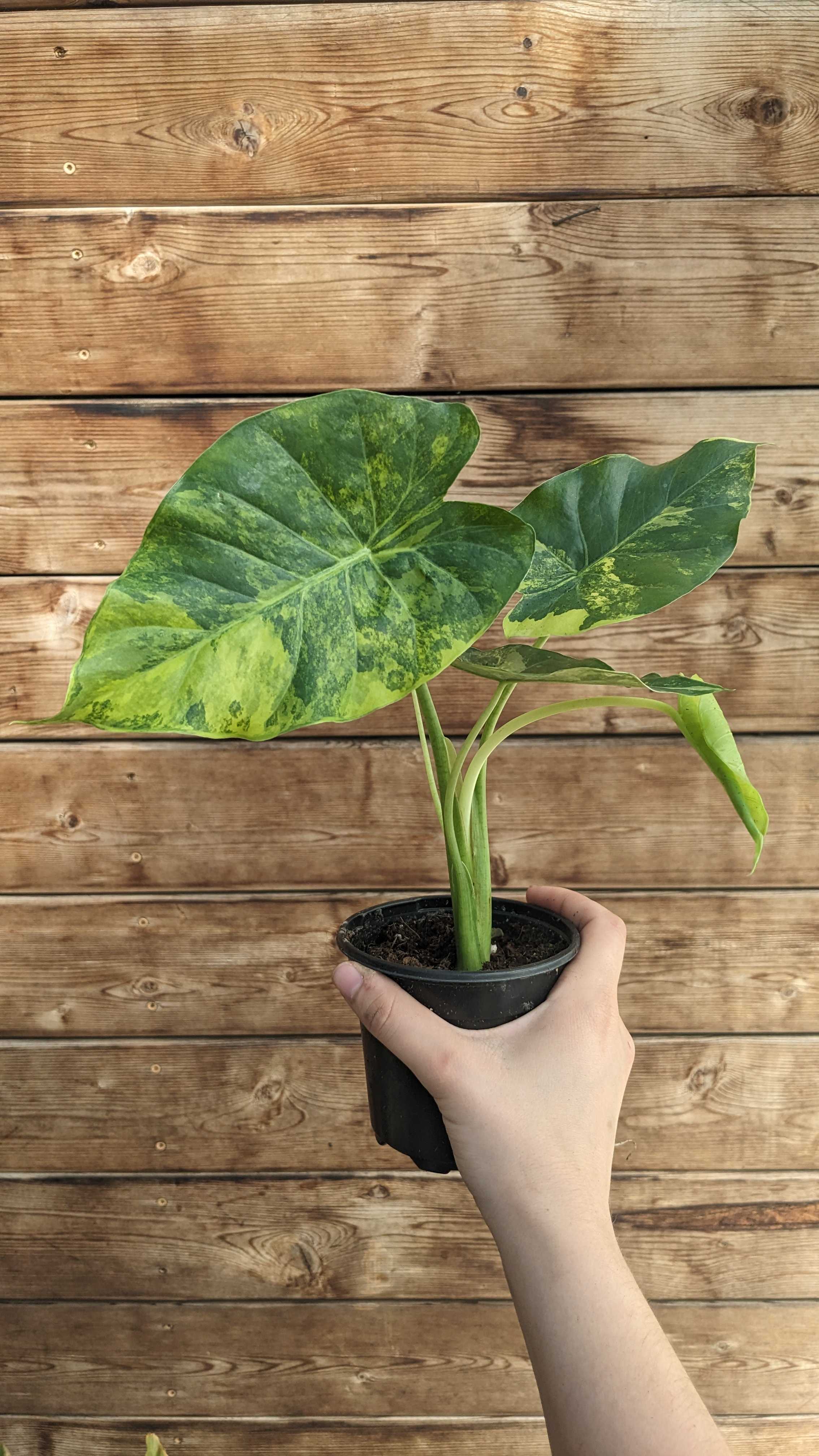4" Alocasia Gageana Aurea