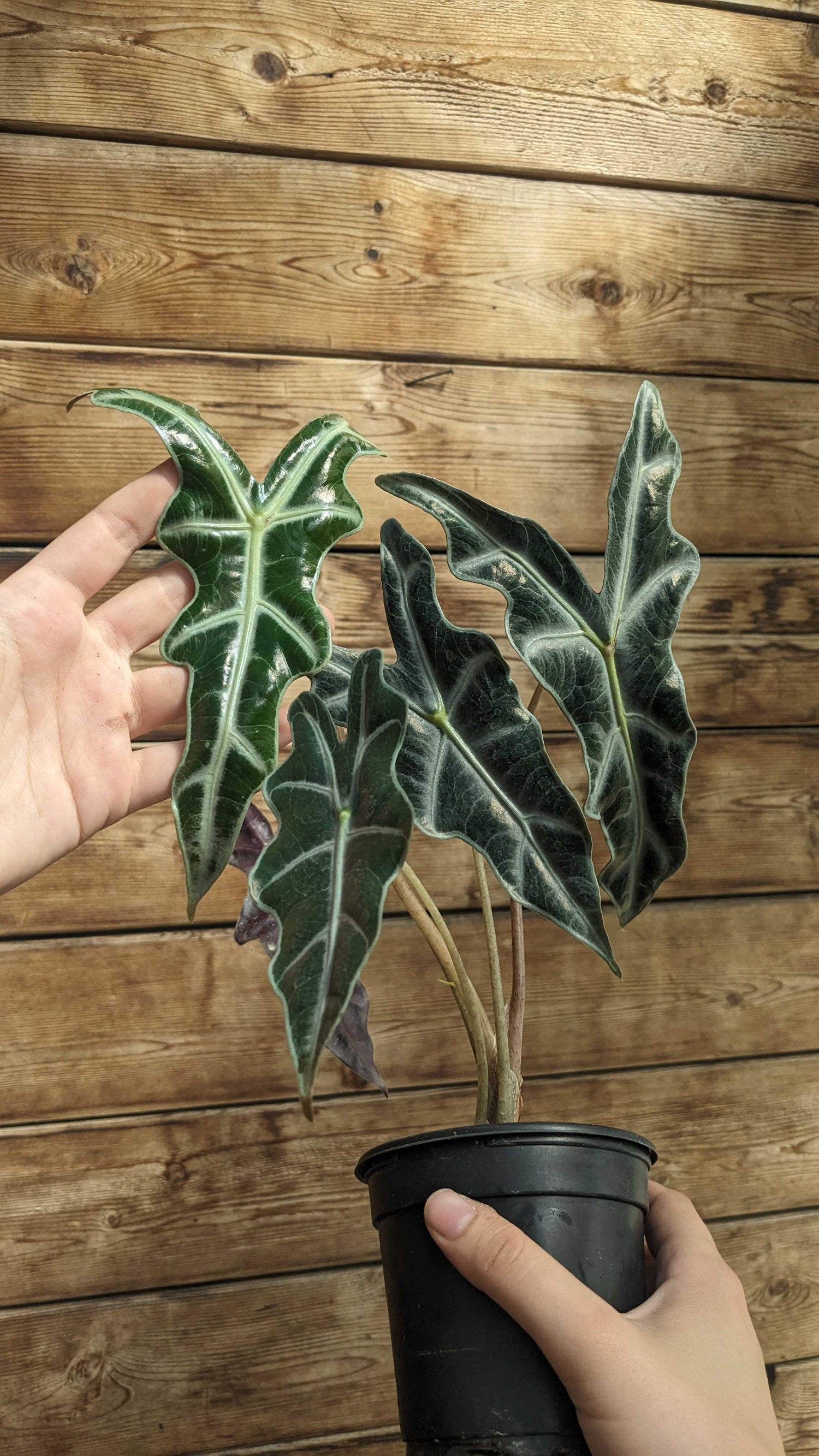4" Alocasia Nobilis