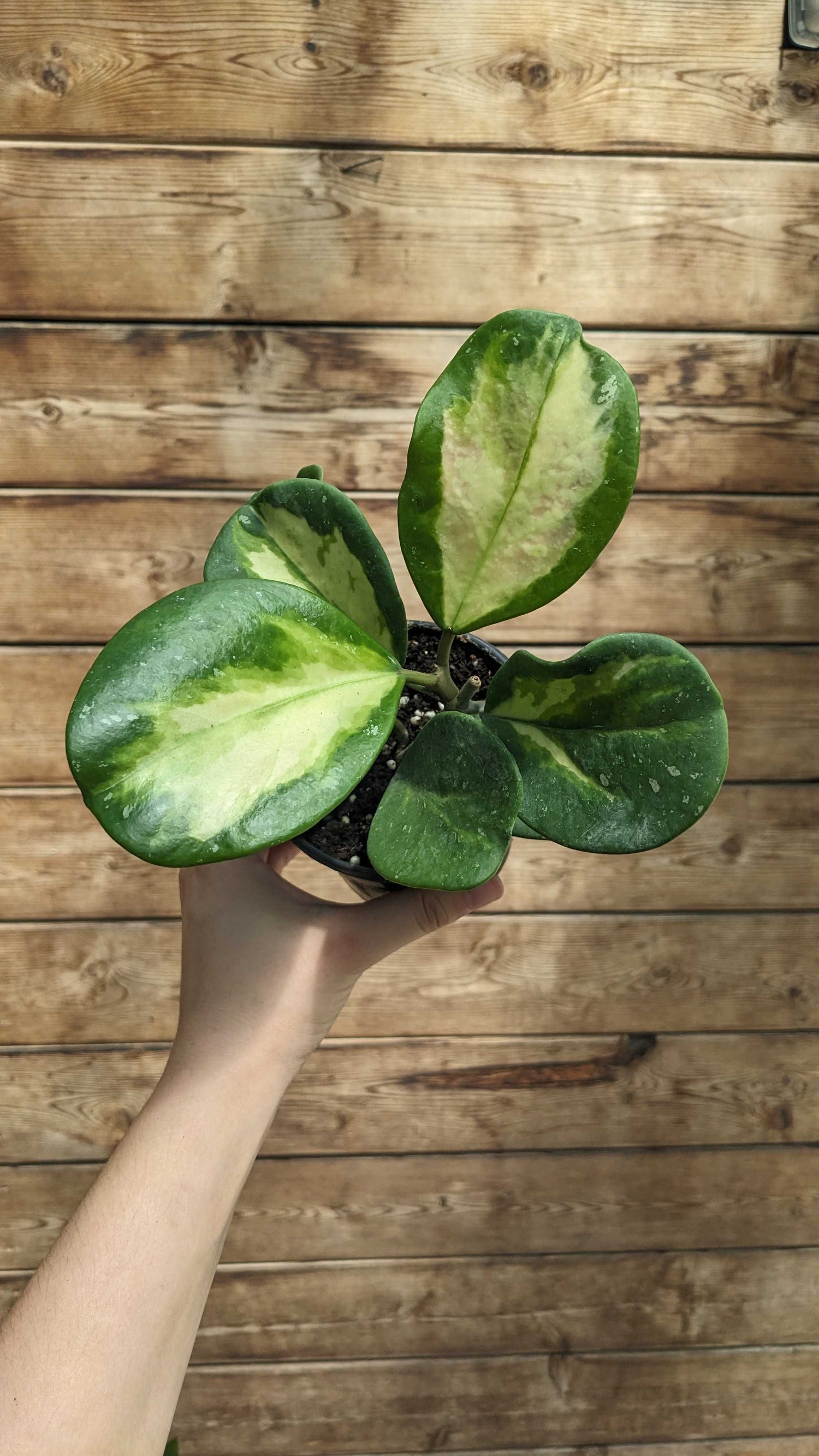 4" Hoya Obovata