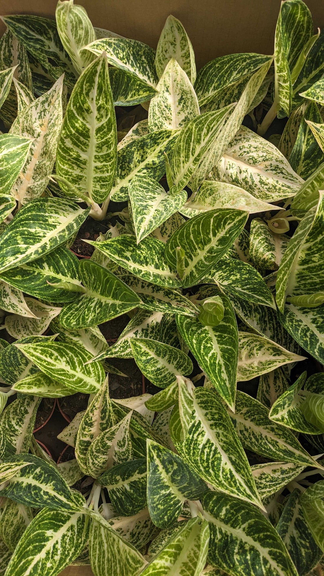4" Aglaonema Legacy
