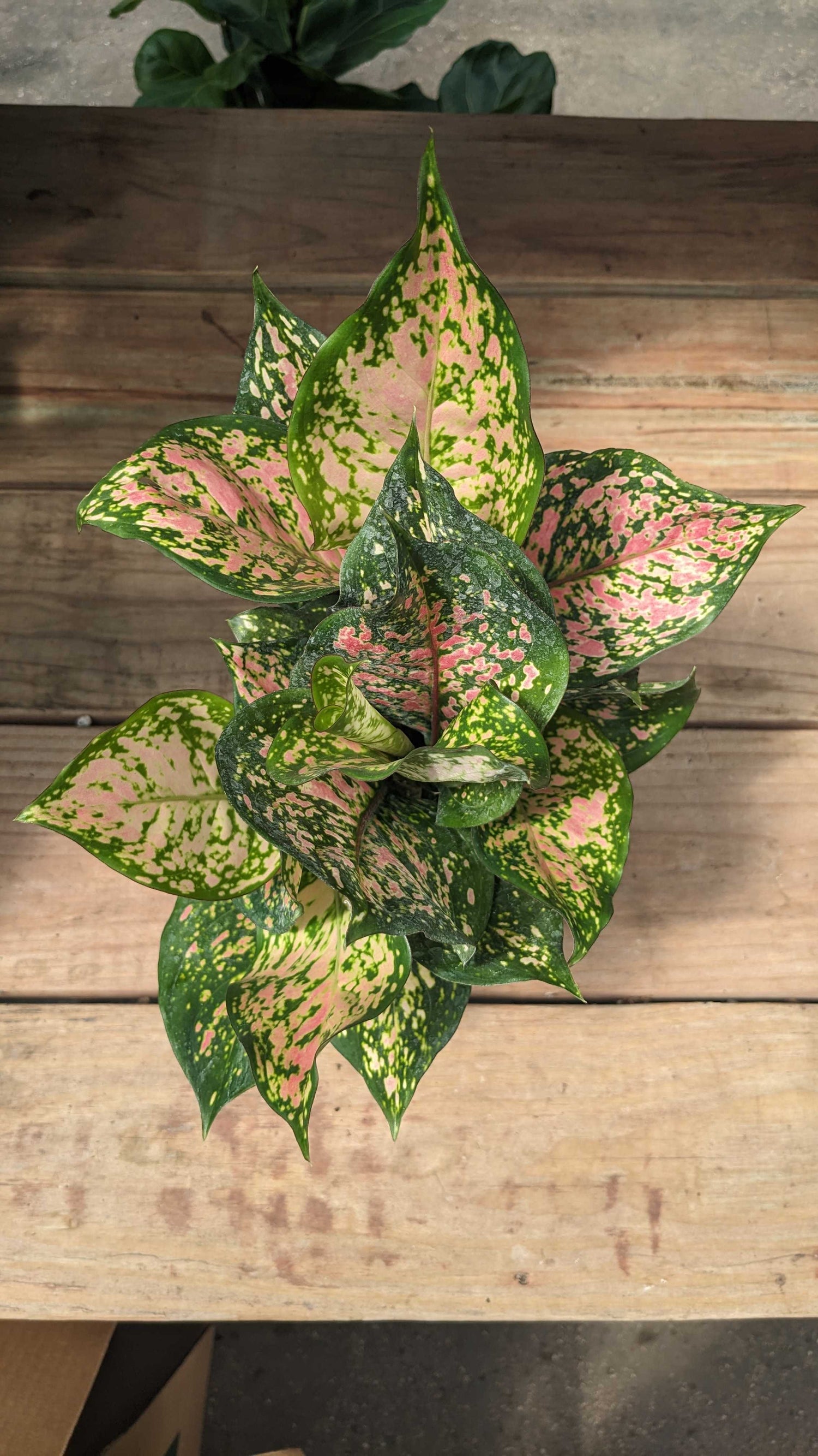 6" Aglaonema Wishes