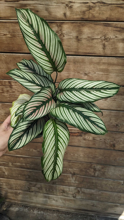6" Calathea White Star