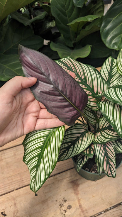 6" Calathea White Star