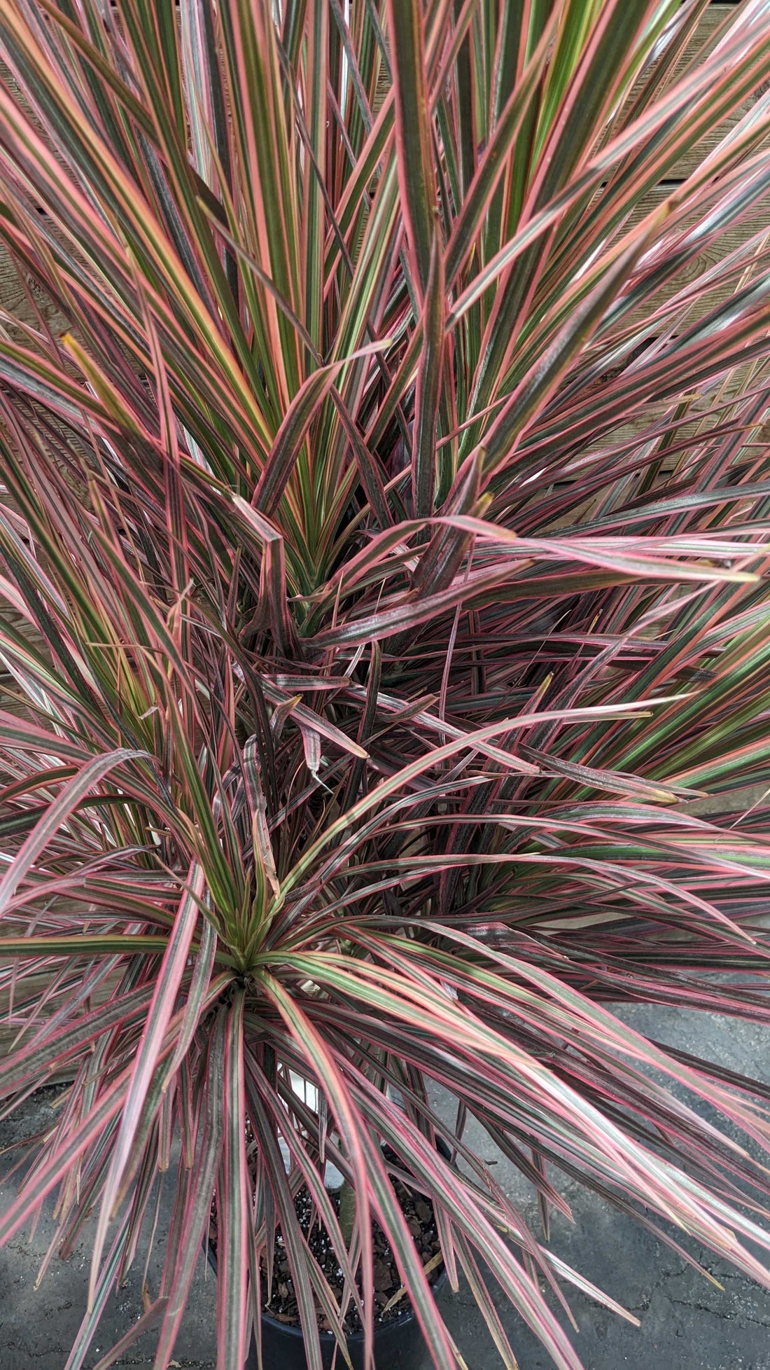 10" Dracaena Marginata Colorama