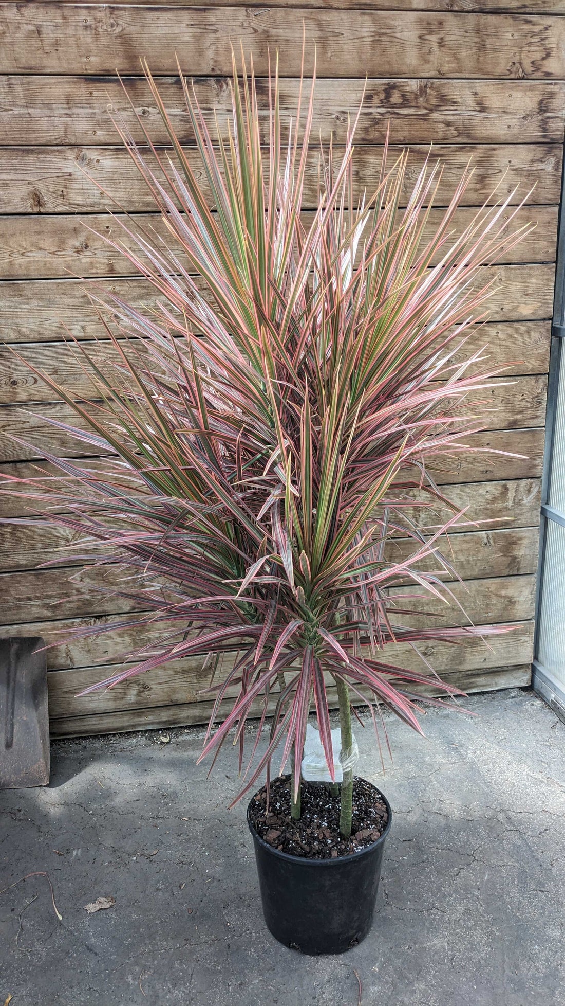 10" Dracaena Marginata Colorama