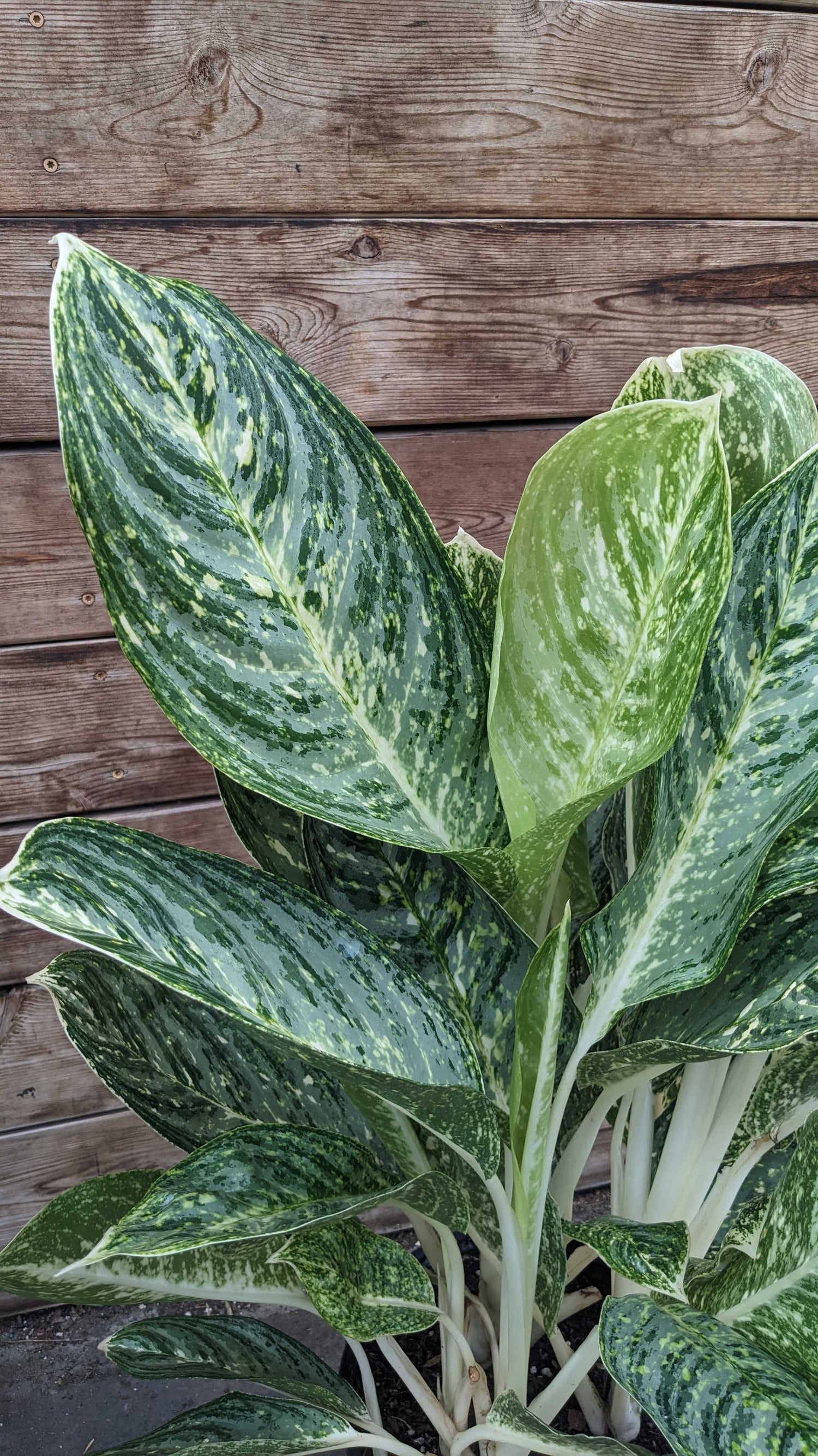 10" Aglaonema Golden Madonna