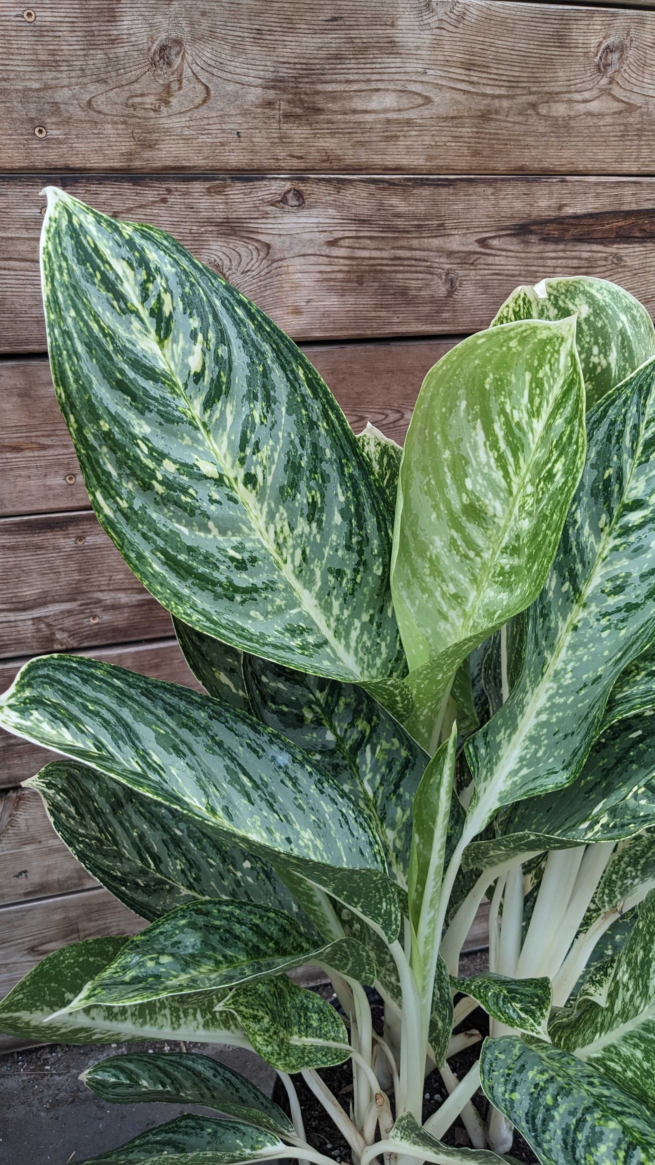 10" Aglaonema Golden Madonna