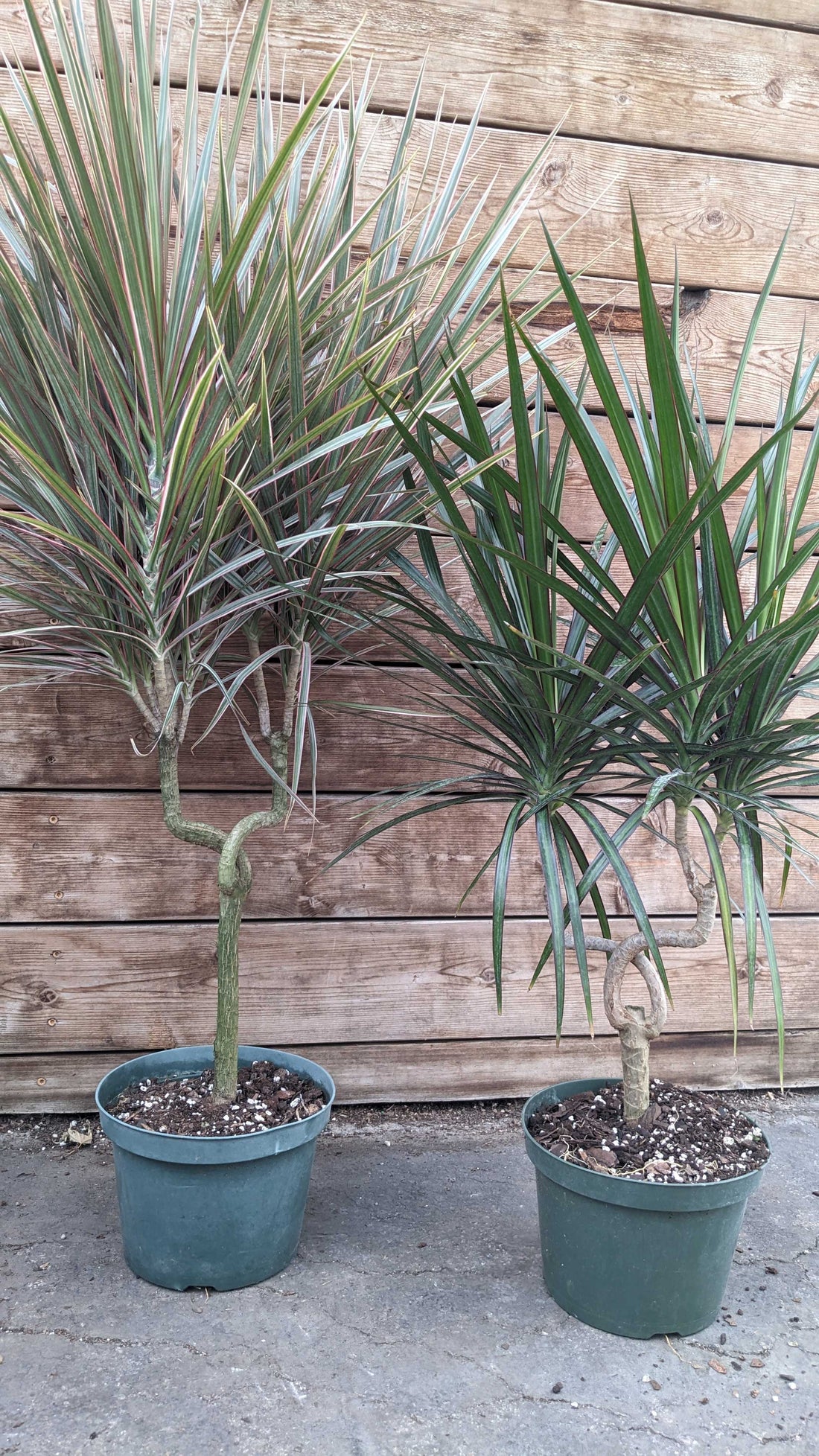 8" Dracaena Marginata Candelabra