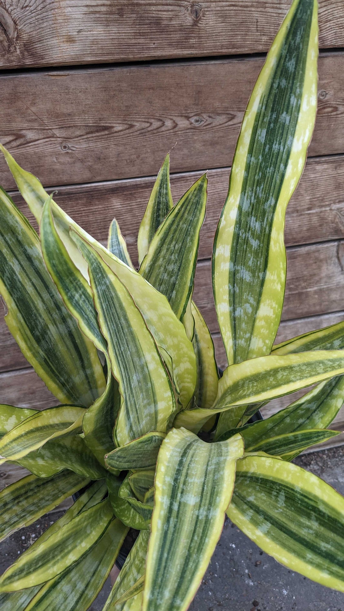 8" Sansevieria Lauren