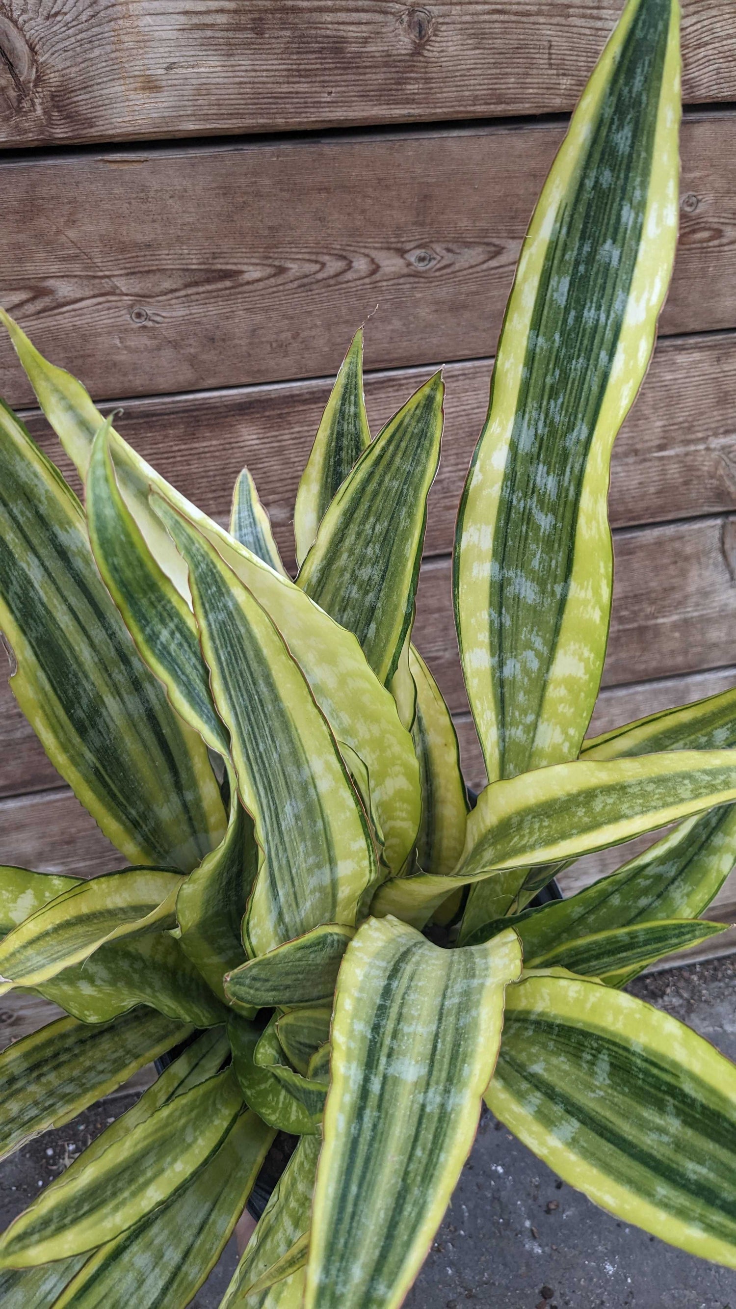 8" Sansevieria Lauren