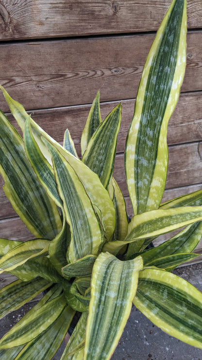 8" Sansevieria Lauren