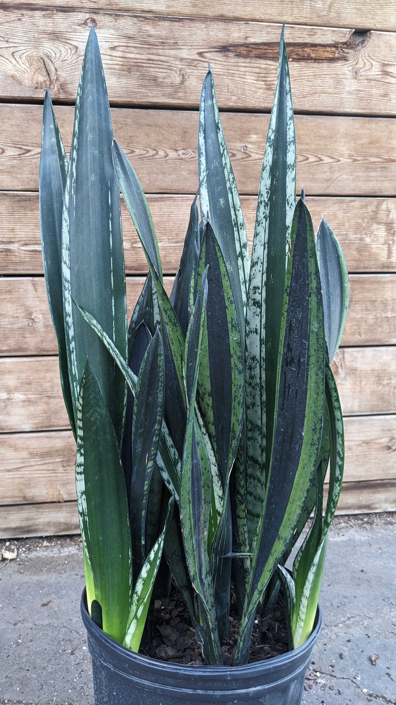 8" Sansevieria Crystal Flame