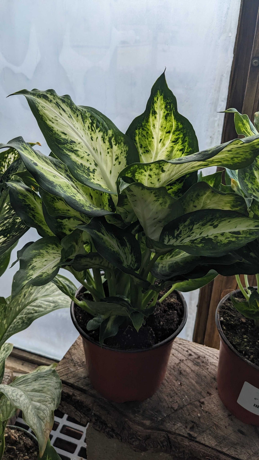 6" Dieffenbachia Amy