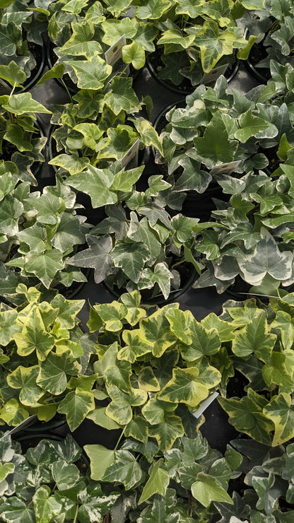8" Ivy
