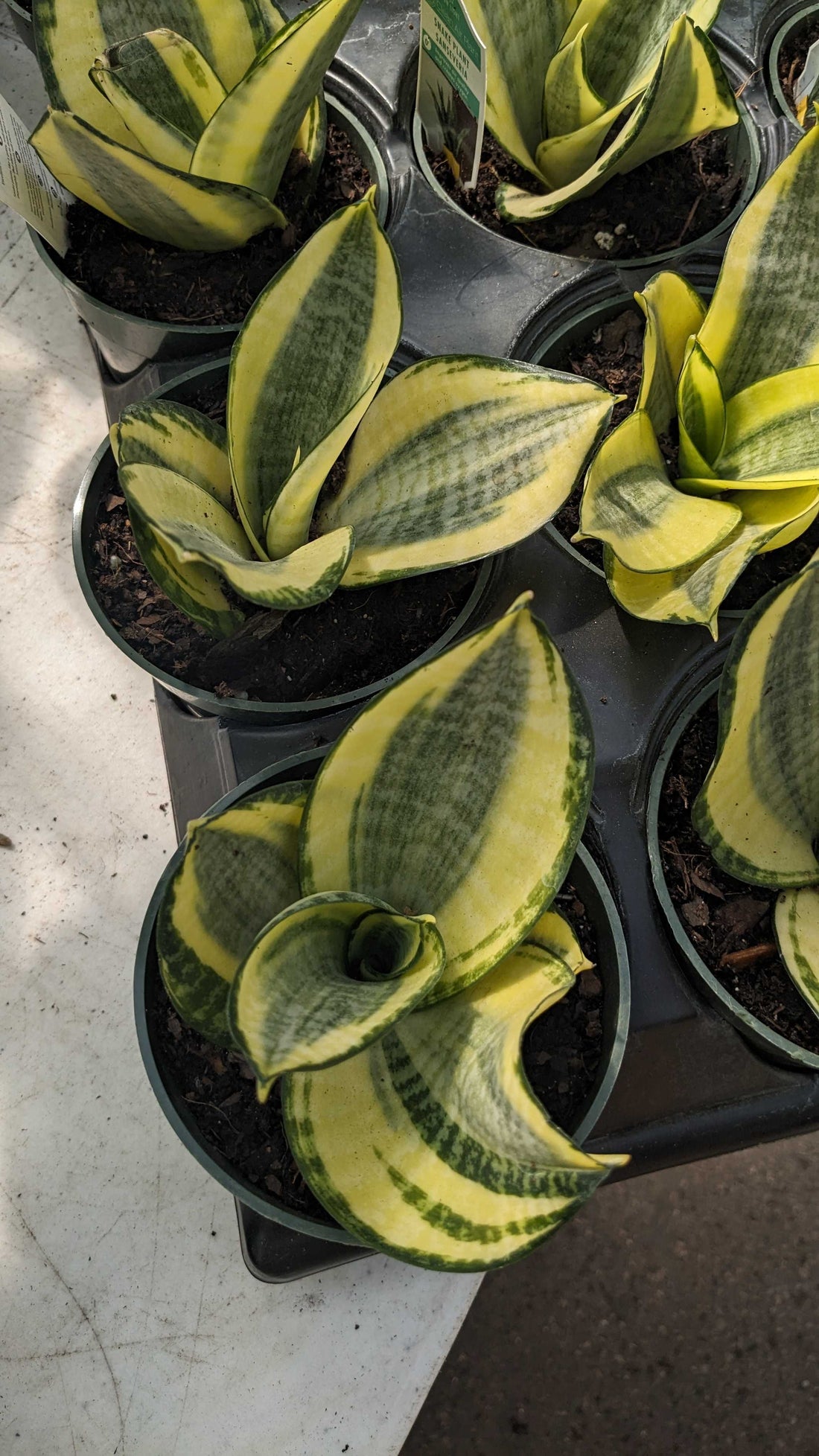 4" Sansevieria Sunny Star