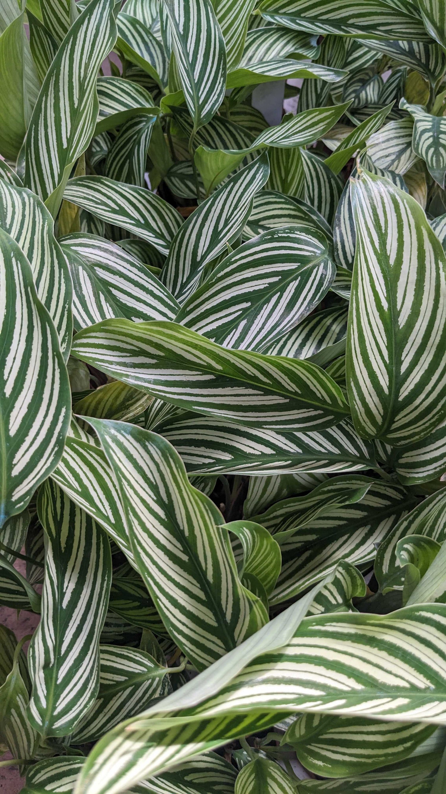 2" Calathea Vittata