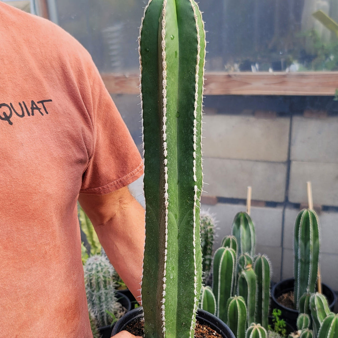5gal Cactus Pachycereus Mexican Fence Post plant photo
