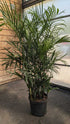 Palm Bamboo