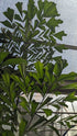 Palm Fishtail