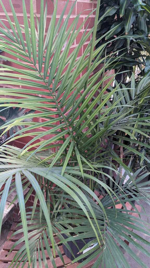 Palm Majesty