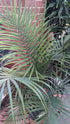 Palm Majesty