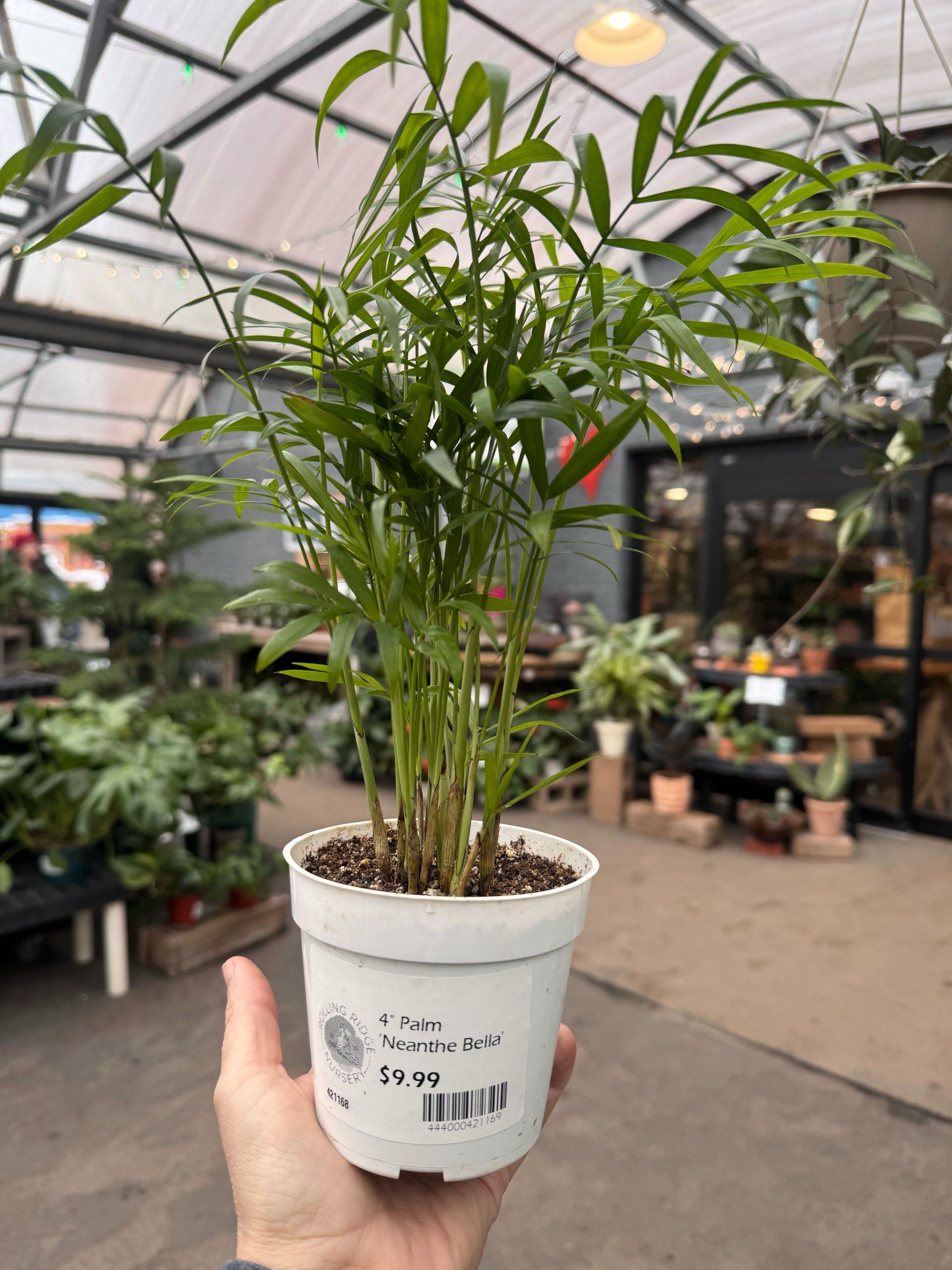 Palm Neanthe Bella