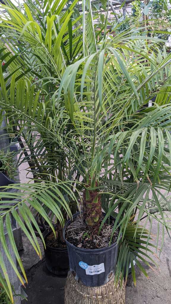 Palm Phoenix Roebelenii