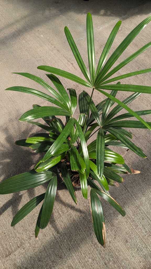 Palm Rhapis