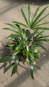 Palm Rhapis