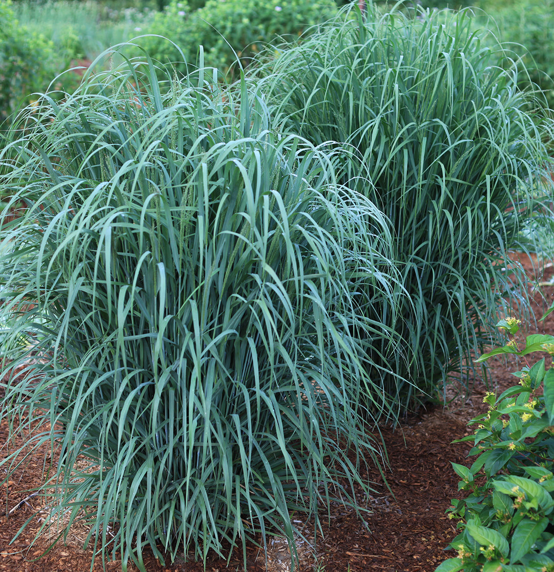 Grass Panicum Dream Catcher Little Boy Blue 1 gal