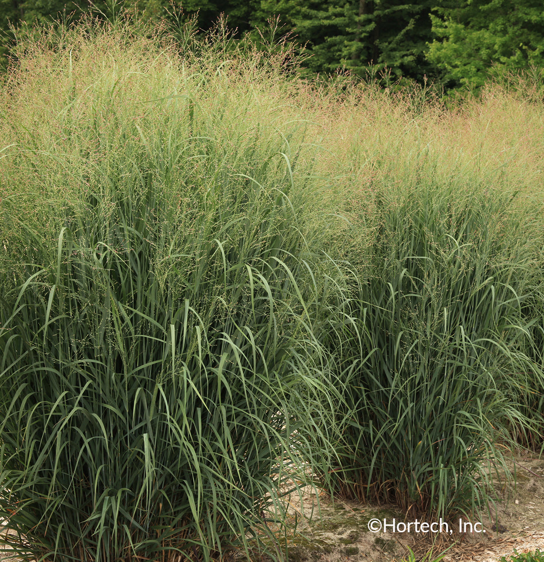 Grass Panicum Dream Catcher Little Boy Blue 1 gal