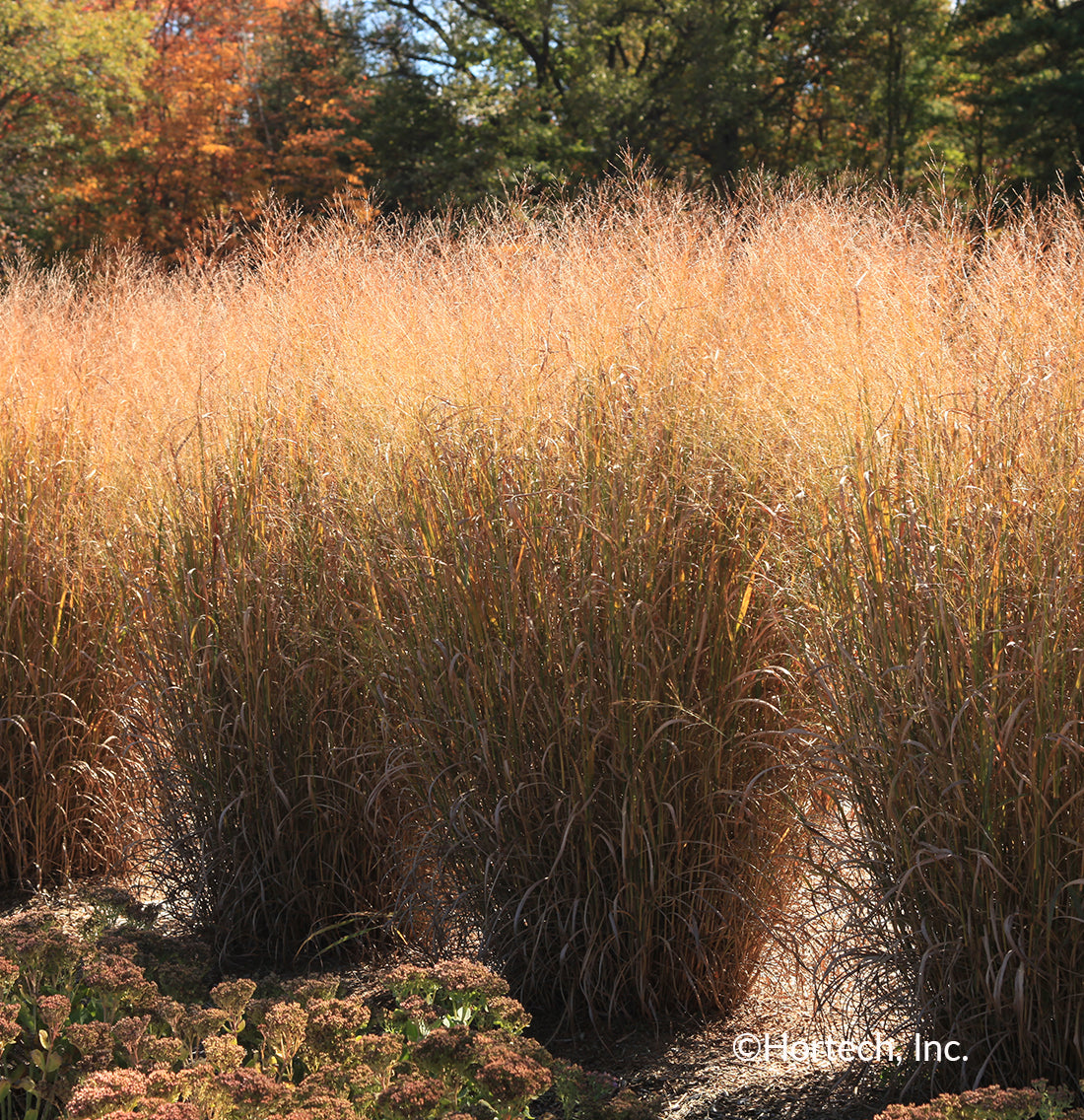 Grass Panicum Dream Catcher Little Boy Blue 1 gal