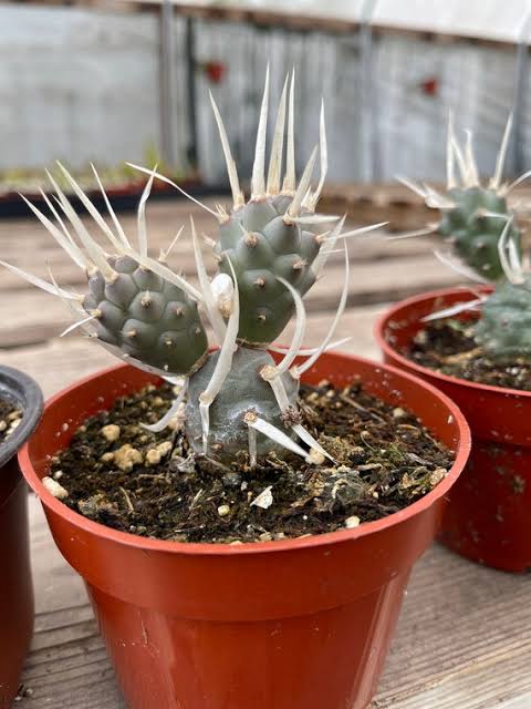 4" Cactus Tephrocactus Paper Spine plant photo