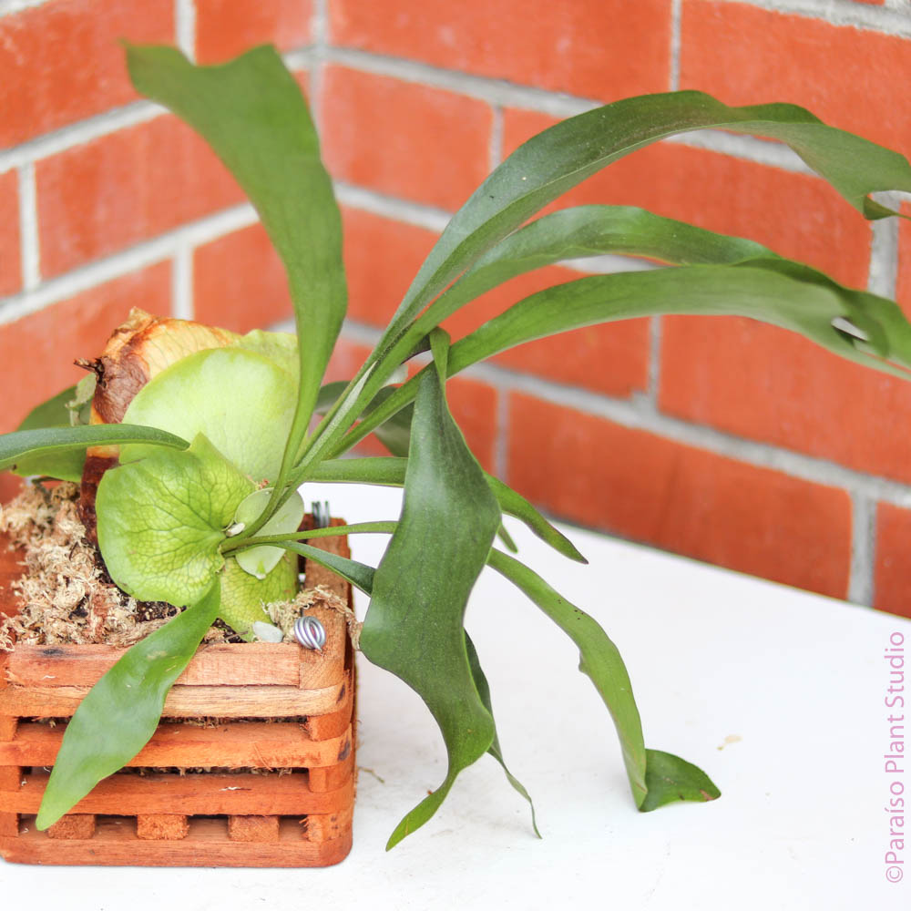 8" Fern Vanda Basket plant photo