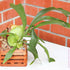 8" Fern Vanda Basket plant photo