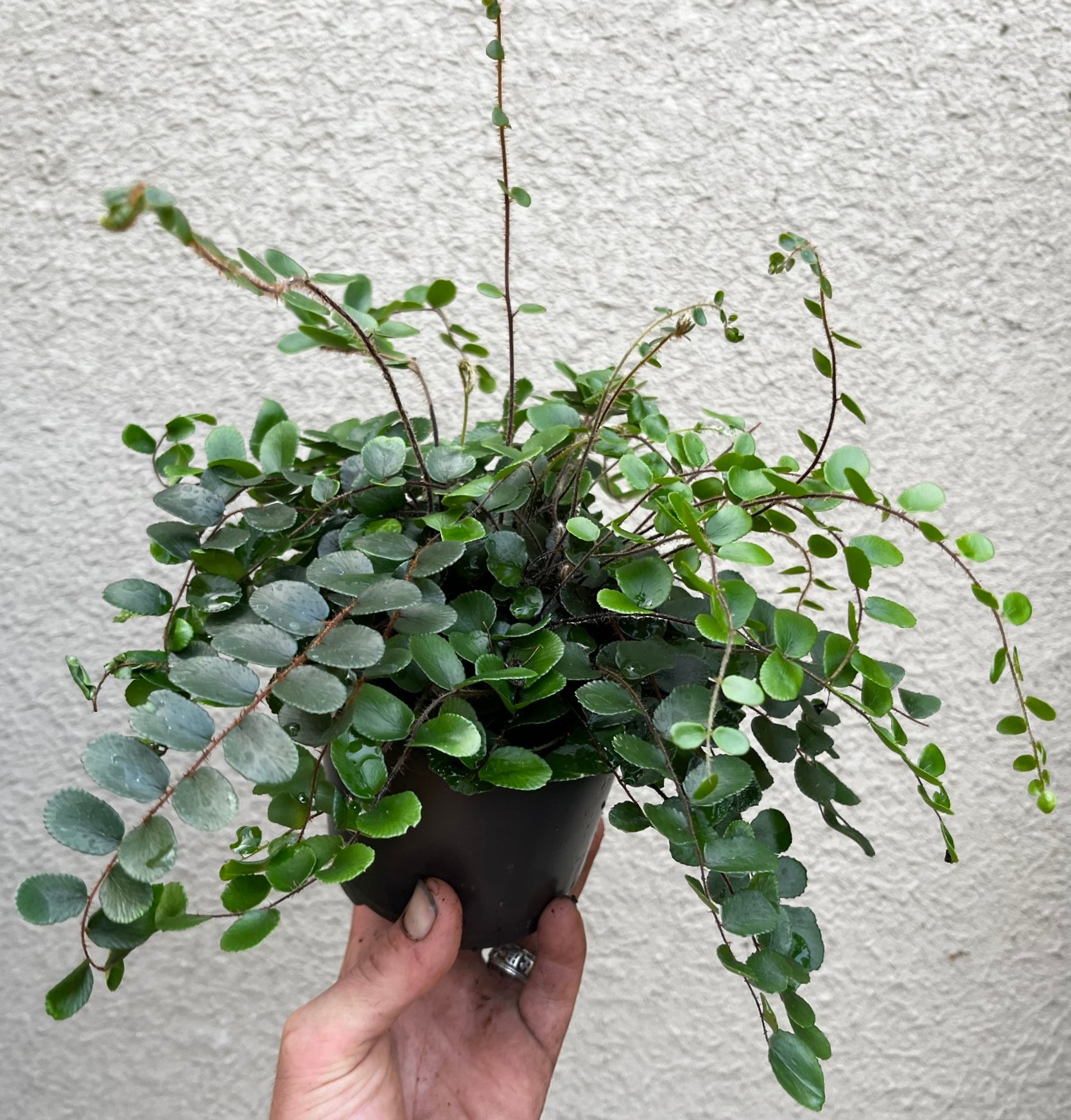 4.5" Button Fern plant photo