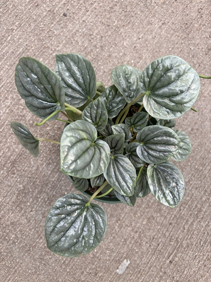 Peperomia Frost