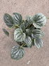 Peperomia Frost