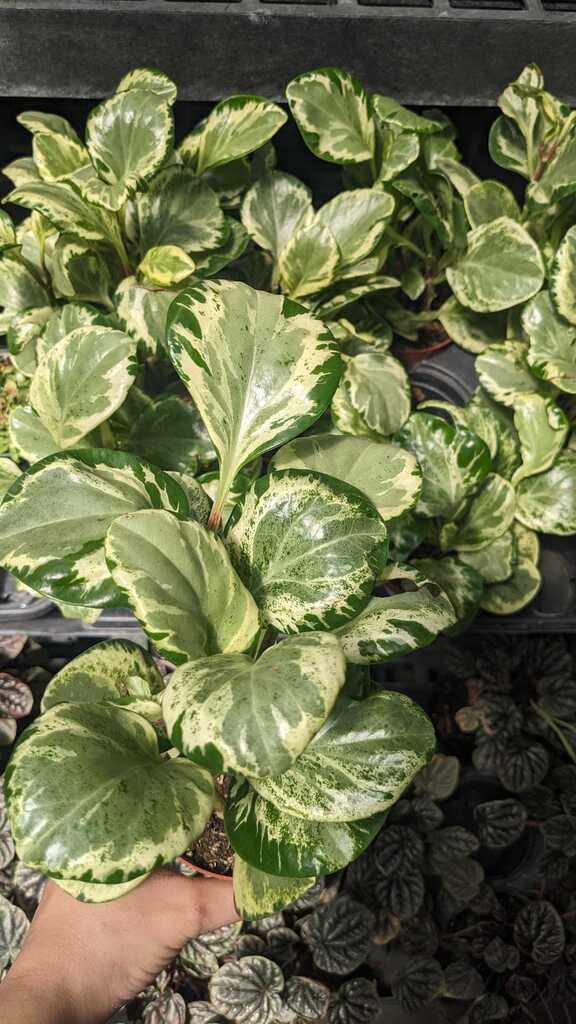 Peperomia Golden Gate