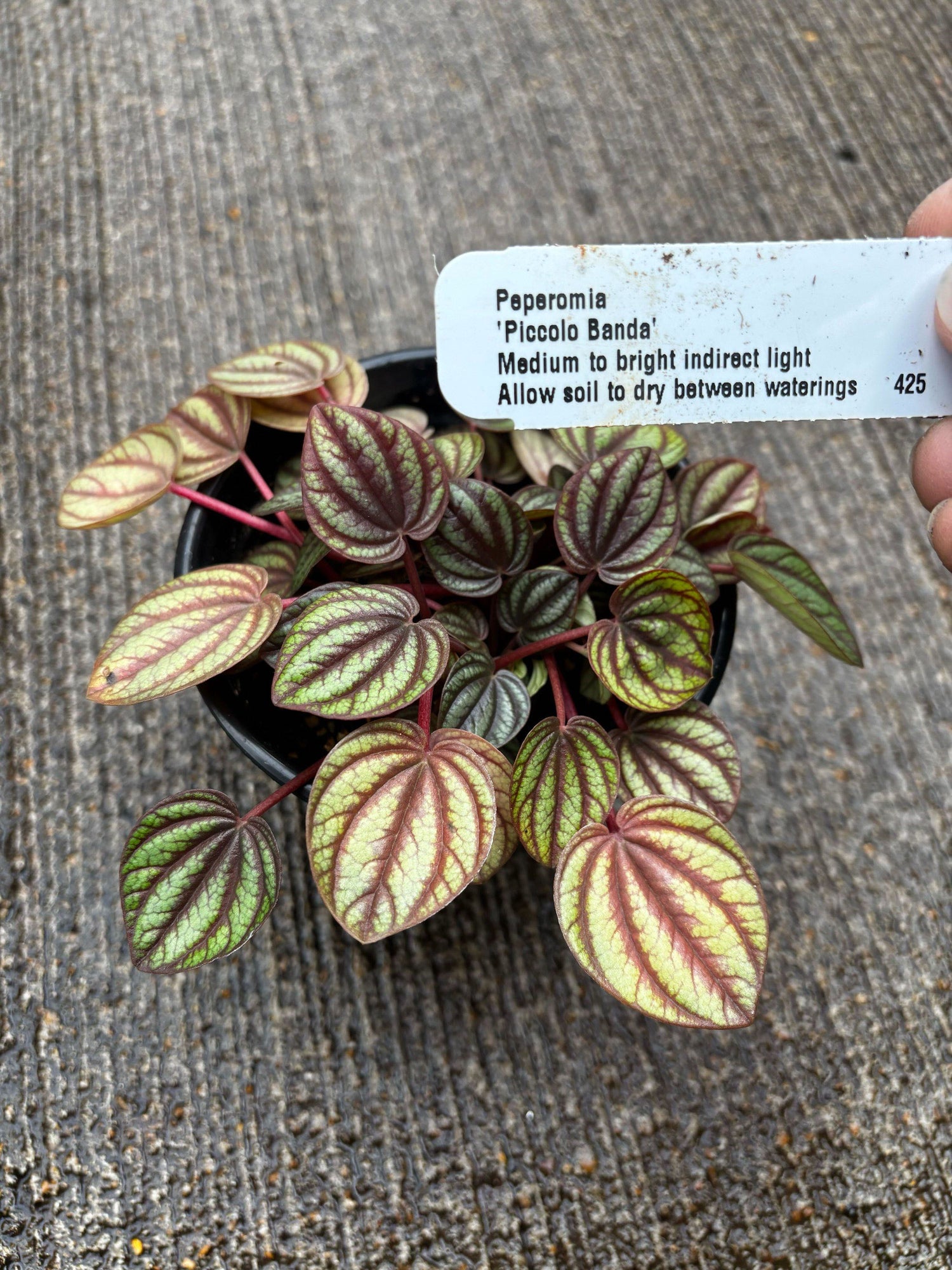 4" Peperomia Piccolo Banda
