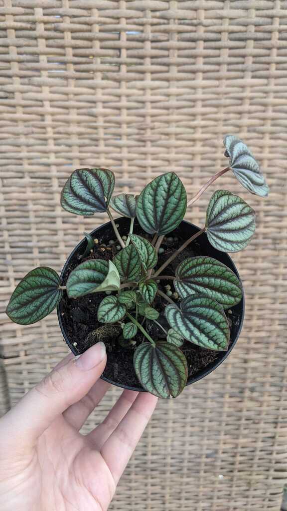 Peperomia Piccolo Banda