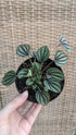 Peperomia Piccolo Banda