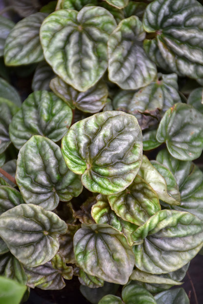 6" Peperomia Ripple