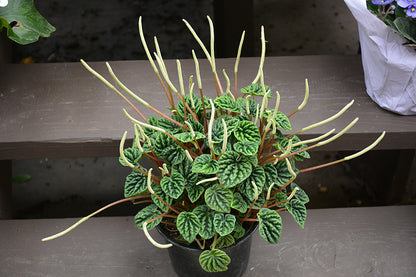 Peperomia Ripple