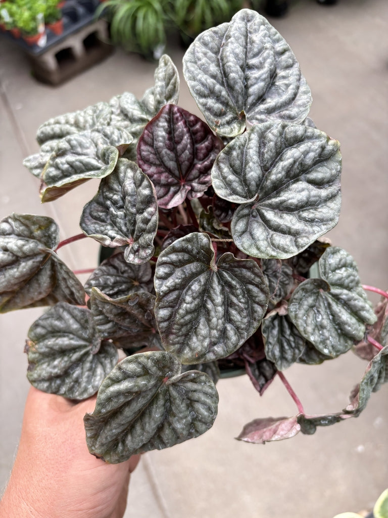 Peperomia Ripple
